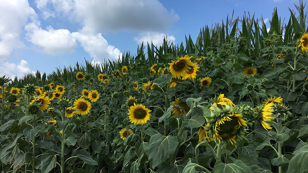 Steun het zonnebloemlint