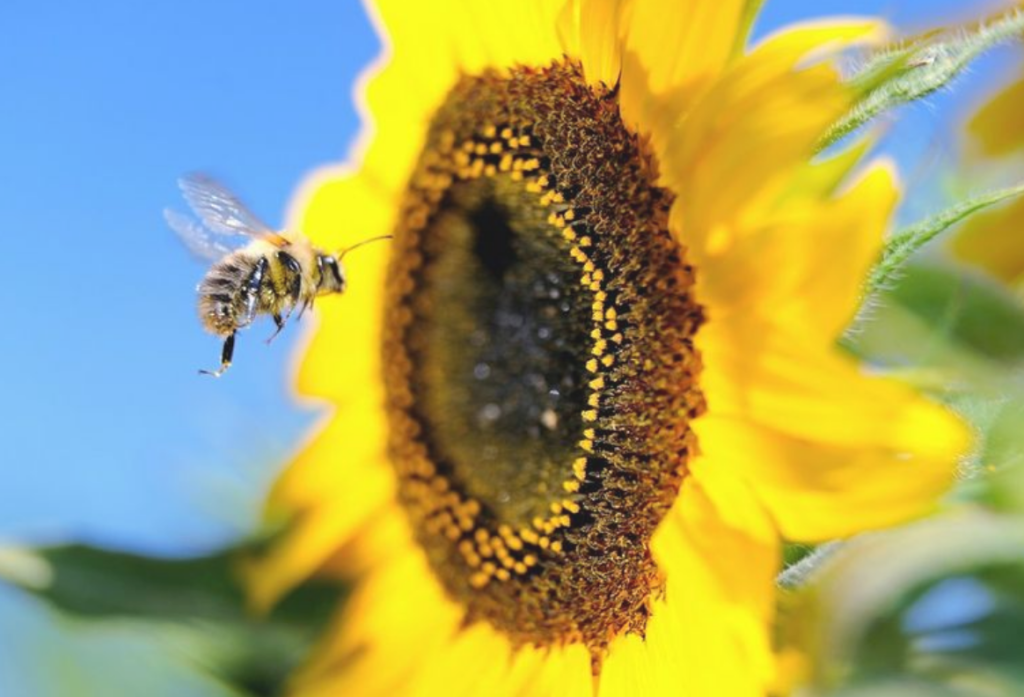 Crowdfundingsactie voor zonnebloemlint bij Lochem