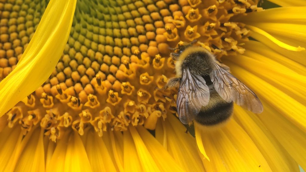 Insecten leven op dankzij zonnebloemen langs maisvelden in lochem