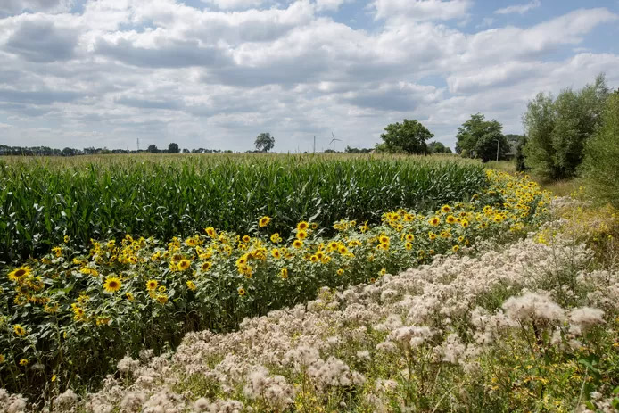 Klaar met de aanblik van al die maïs? Voor een euro koop je een metertje zonnebloemlint